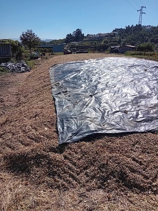 Vendo silagem de milho fermentada