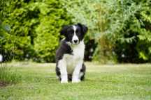 Border Collie – szczenię z hodowli Szalone Urwisy FCI czeka na Ciebie!