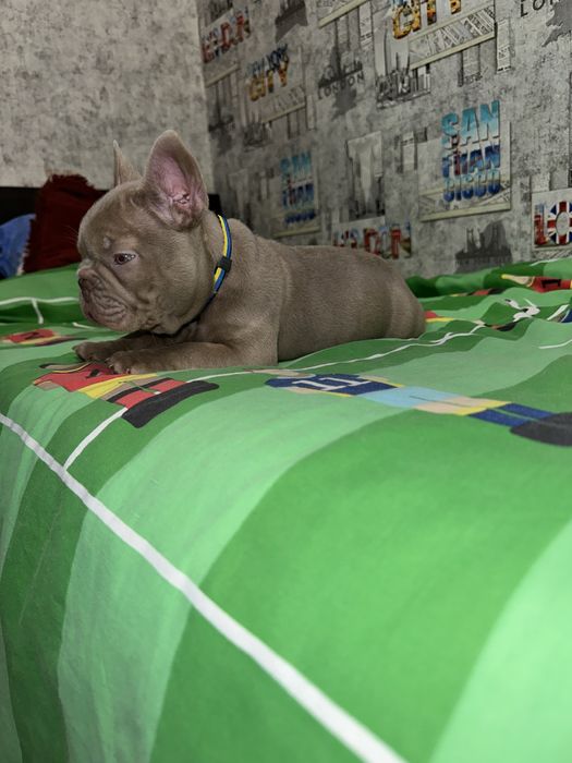 Хлопчин новотипний