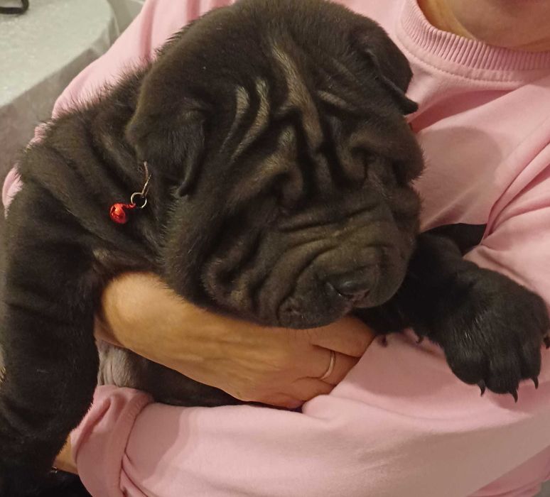 Shar Pei z rodowodem