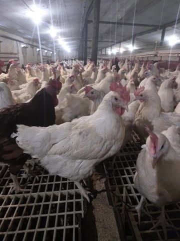 Kury Nioski z jajkiem