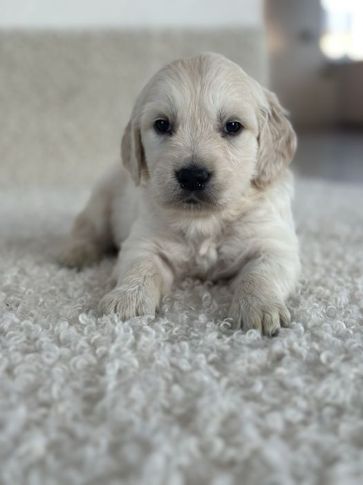 06.09 Золотисті Ретривери КСУ