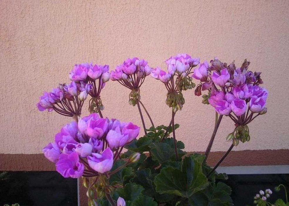 Пеларгония тюльпановидная