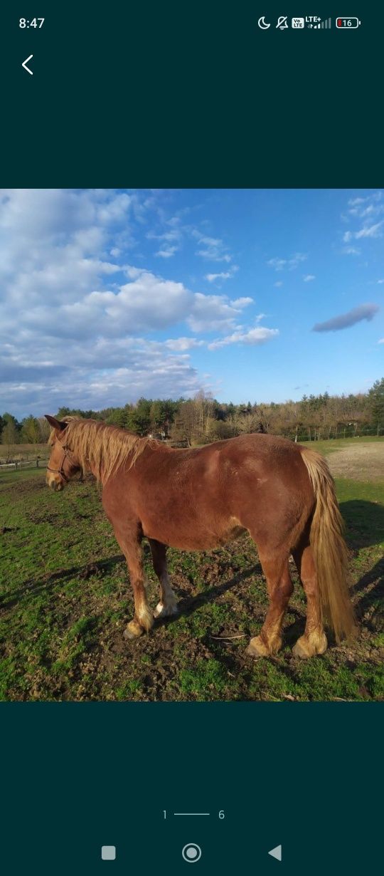 Sprzedam klacz Zimnokrwistą