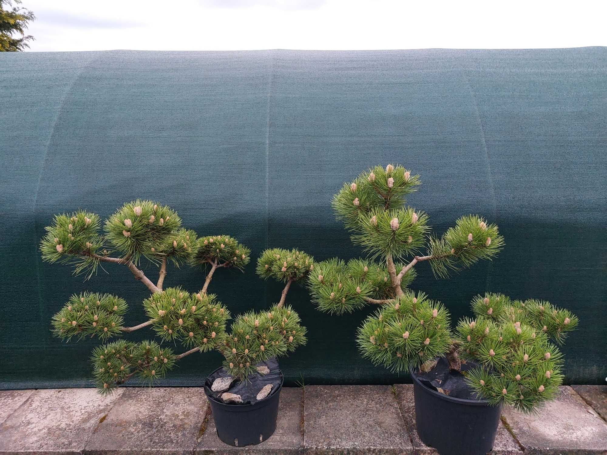 Niwaki, bonsai, sosna szczepiona nie wymagająca formowania!