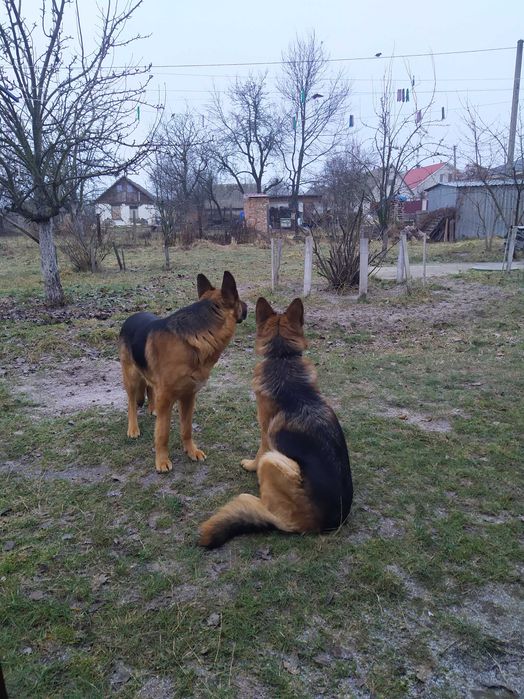 Цуценята німецької вівчарки. 2 дівчинки.