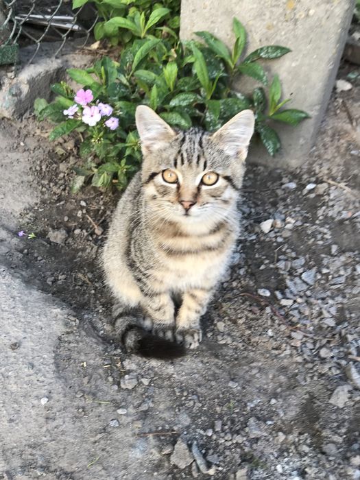 Котик 4 міс. хлопчик тигровий