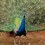 Pavões Azul Real