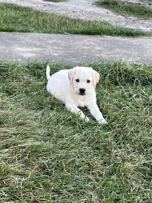 Продаж лабрадорів