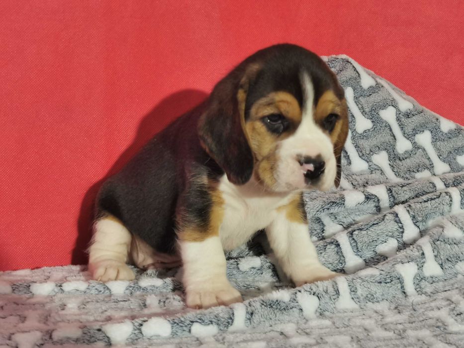 Beagle piękny piesek 4