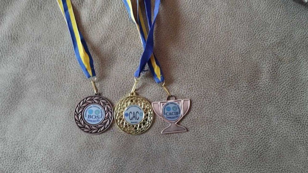 Пропонується на вязку собака породи Чау-чау (Смуф)