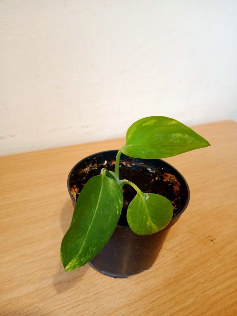 Epipernum filodendron roślina pnąca