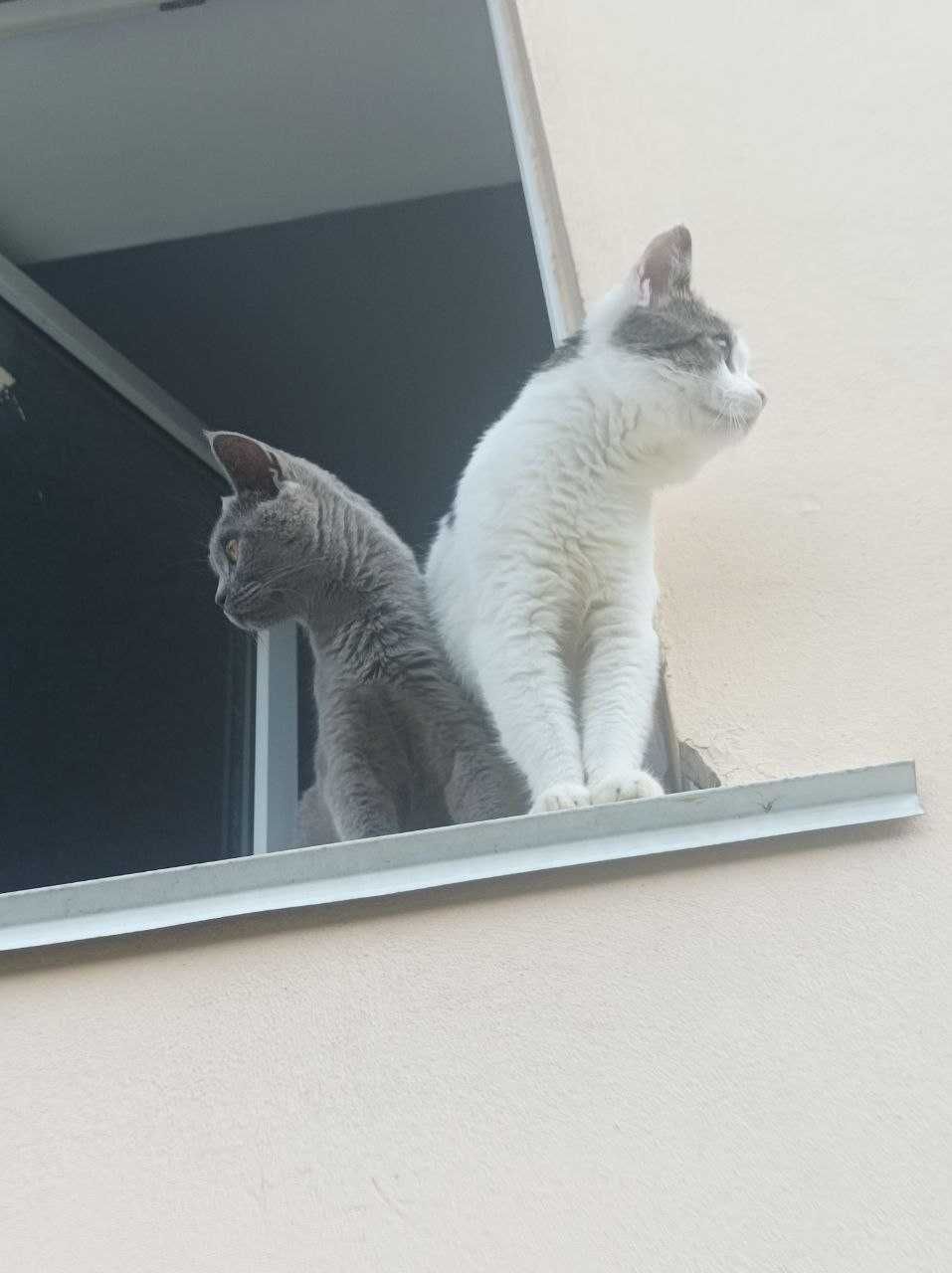 Ищем дом для котёнка