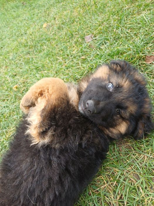 Owczarek niemiecki Pies