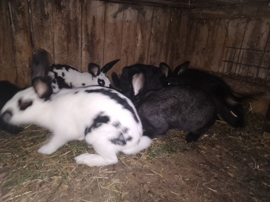 Króliki około 2 miesięcy