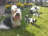 York piesek do rezerwacji