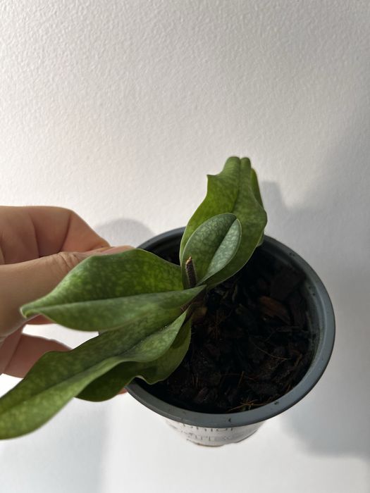 Orquidea Paphiopedilum Deperle e Maudiae Femma