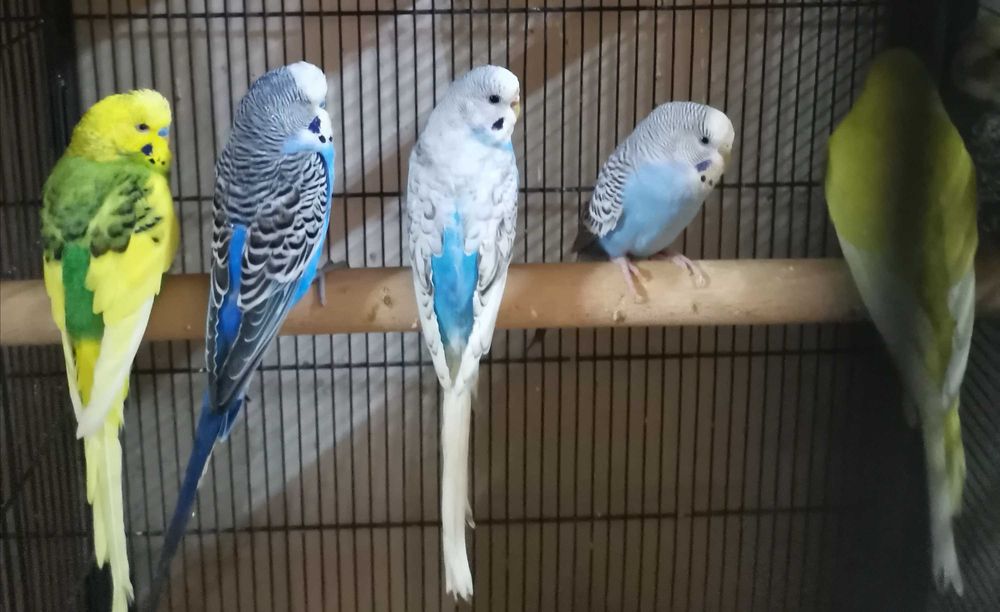 Papugi faliste młode i dorosłe