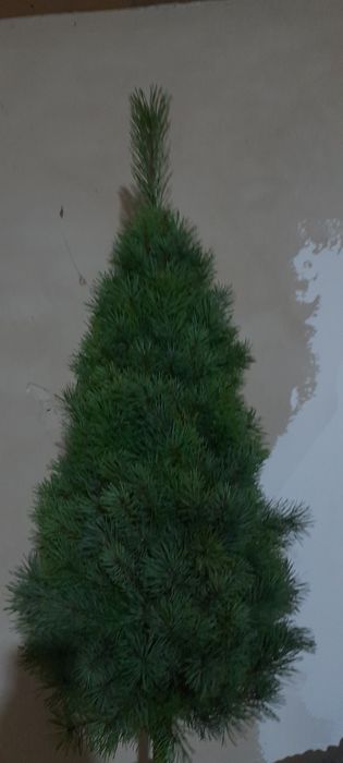 В'язана сосна  до 150см . 1 метр 400 грн