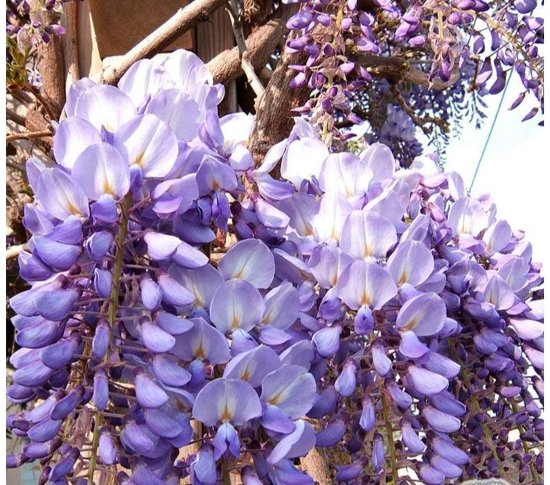 Wisteria glicynia c4