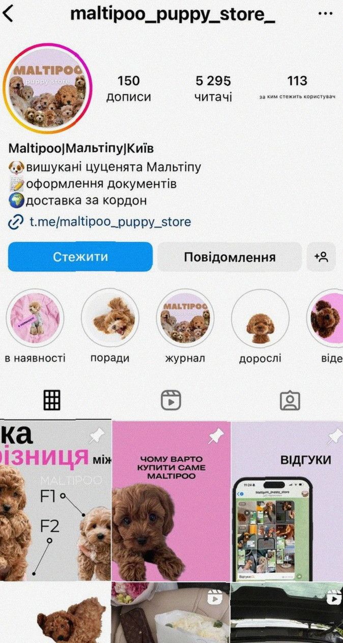 Любов з першого погляду – собака мальтіпу • Міні розмір