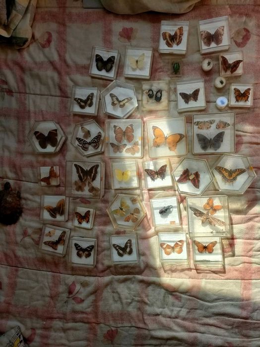 Coleção de borboletas