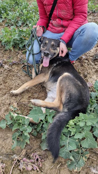 Dobrotliwy, spokojny psiak