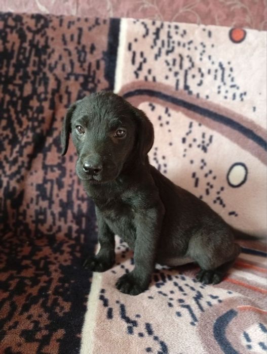 Продам щенків лабрадора)