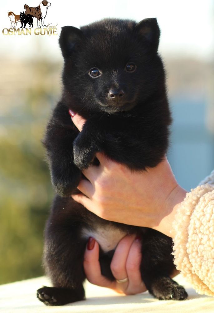 Великолепная девочка шипперке схипперке schipperke