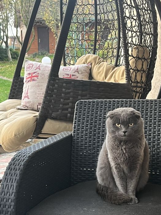 Кіт весловухий британець