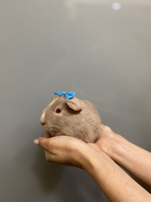 Свинка морська, морські свинки неймовірне різноманіття