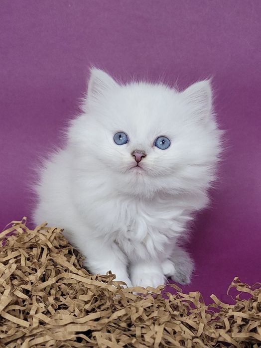 Британські кошенята срібляста шиншила поінт