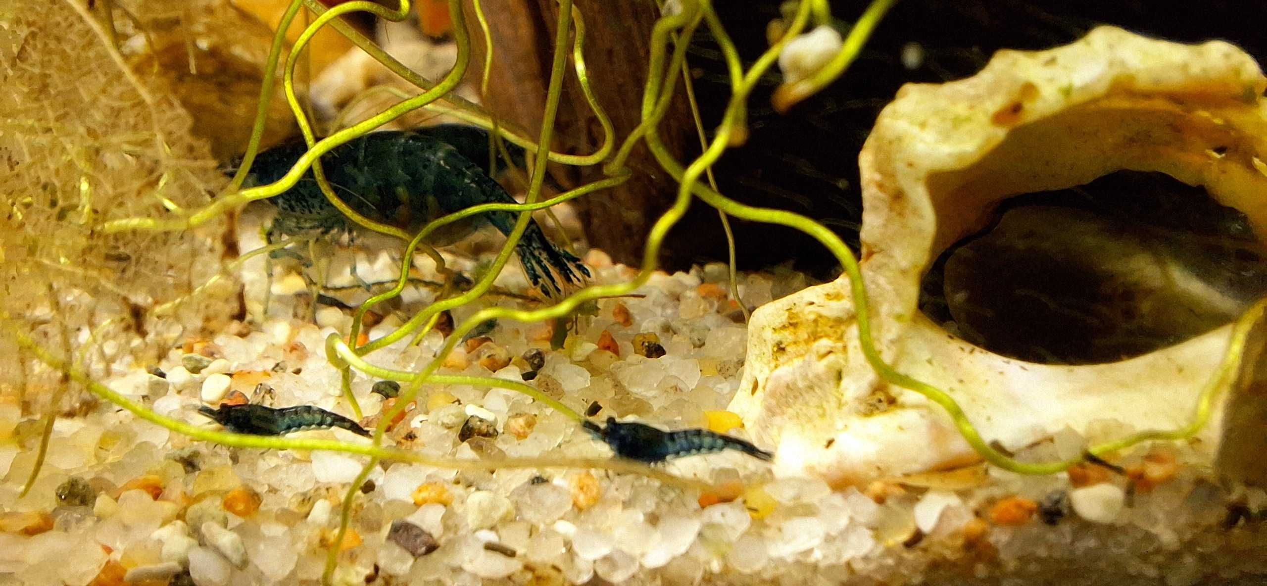 Krewetki miniaturowe Blue Velvet Neocaridina