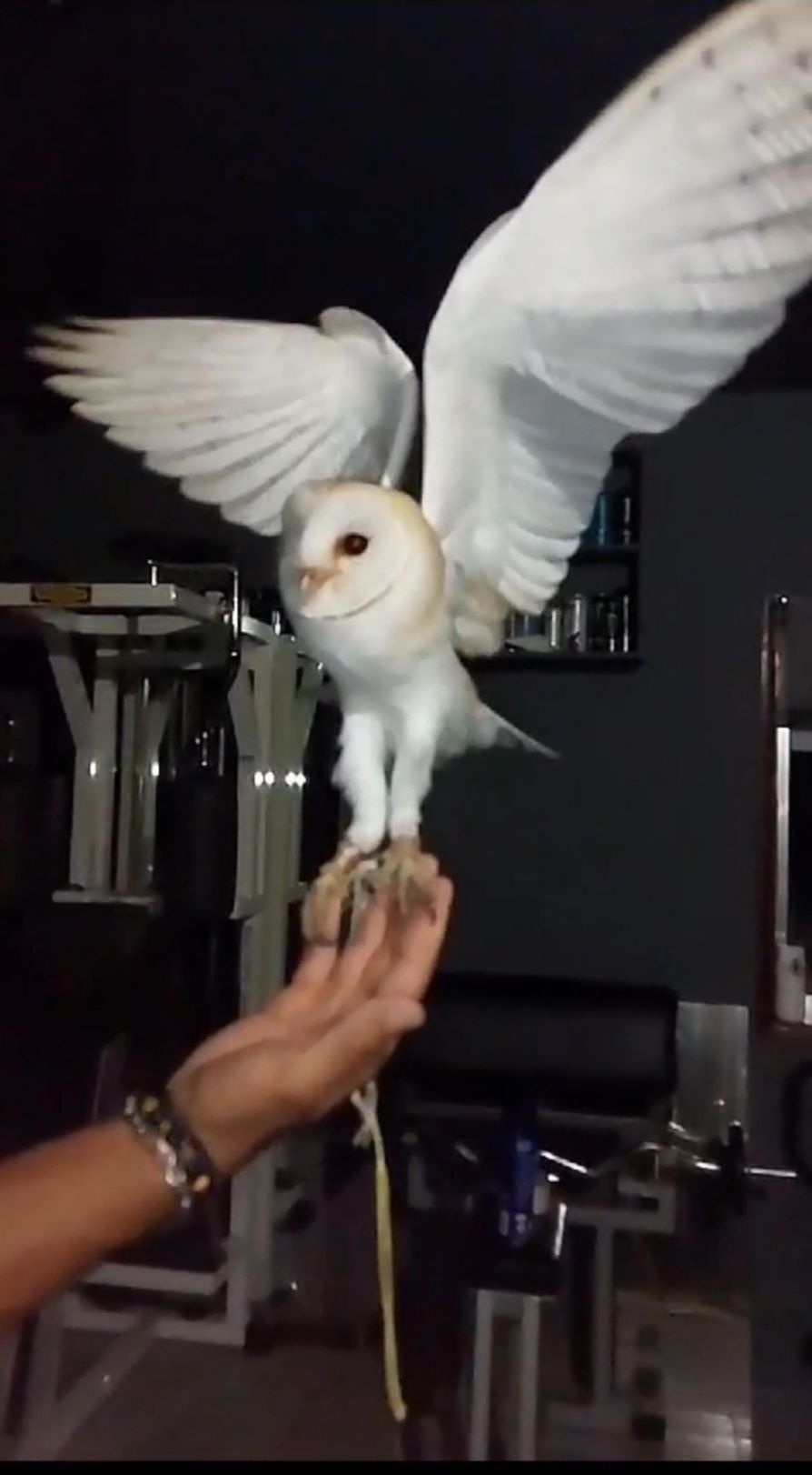 Cedência de Corujas-das-Torres (Tyto alba)