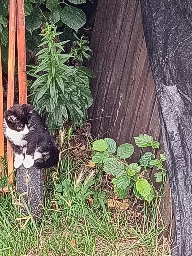 Oddam kotki w dobre