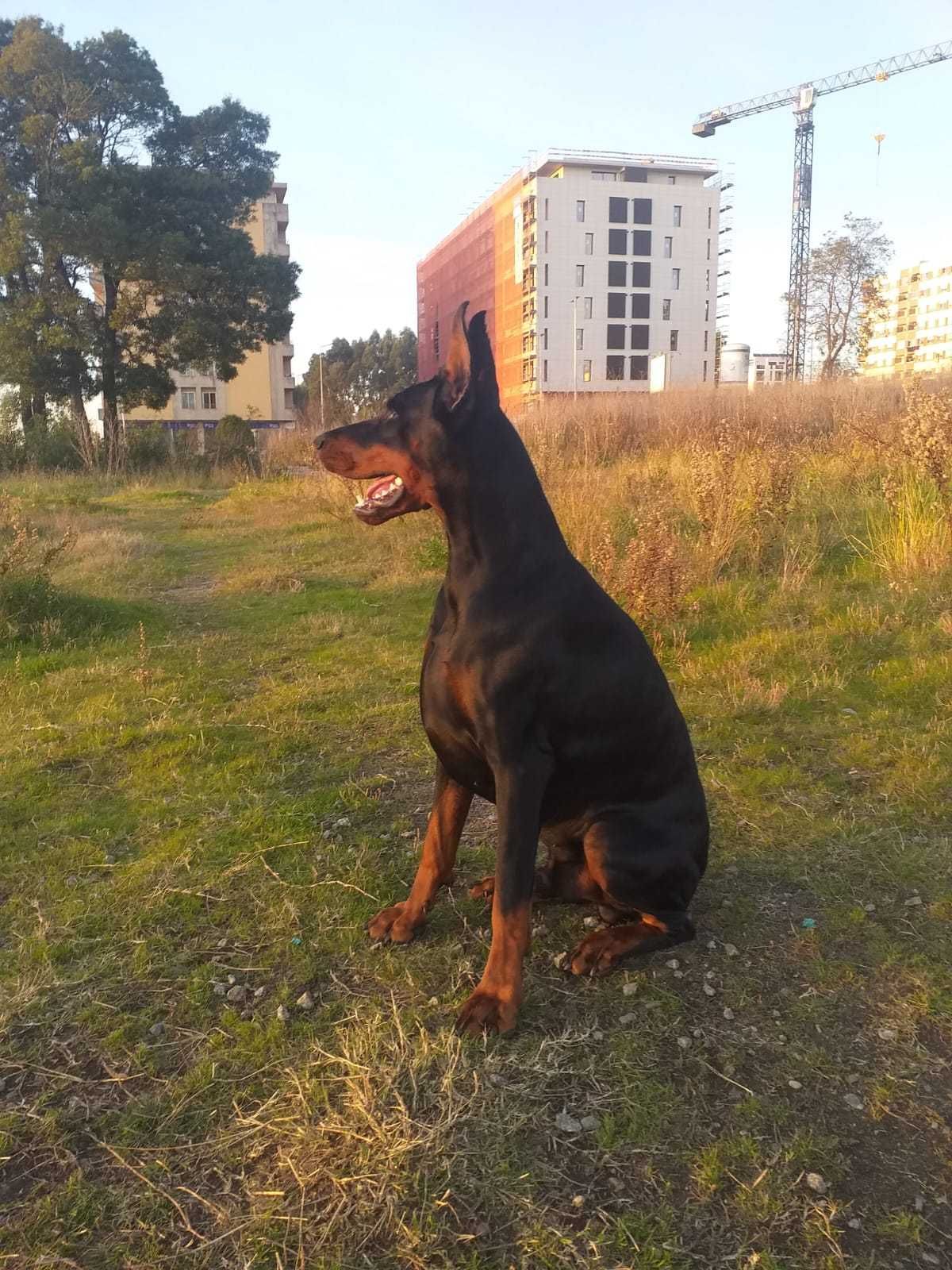 Doberman com lop/pedegree