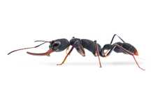 Harpegnathos venator 11w z potomstwem
