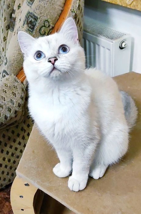 Шикарный мальчик шиншиллка поинт