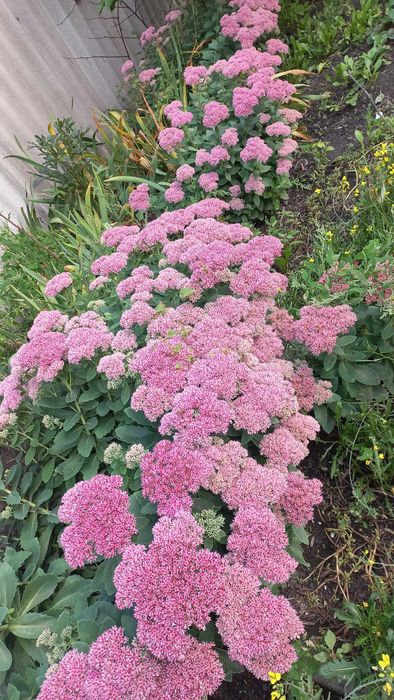 Седум звичайний (заяча капуста), седум грунтопокривний 3х сортів