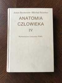 Anatomia Człowieka IV (układ nerwowy ośrodkowy) - Bochenek, Reicher