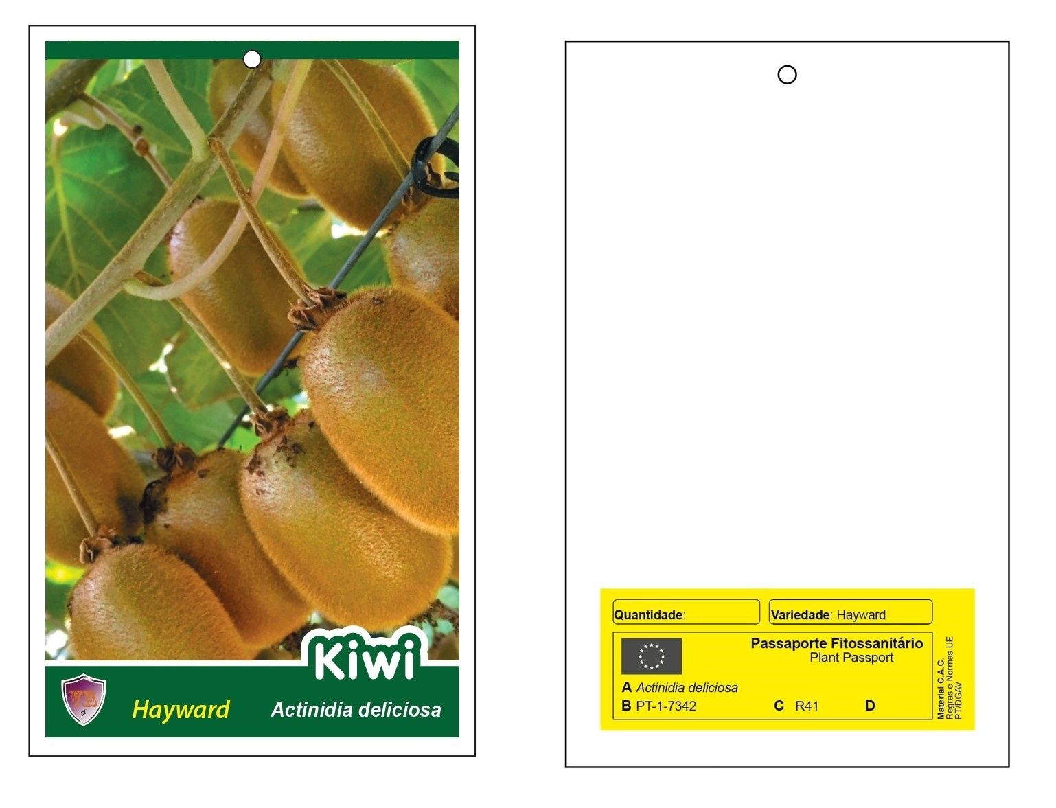 Propagação in vitro de Kiwis