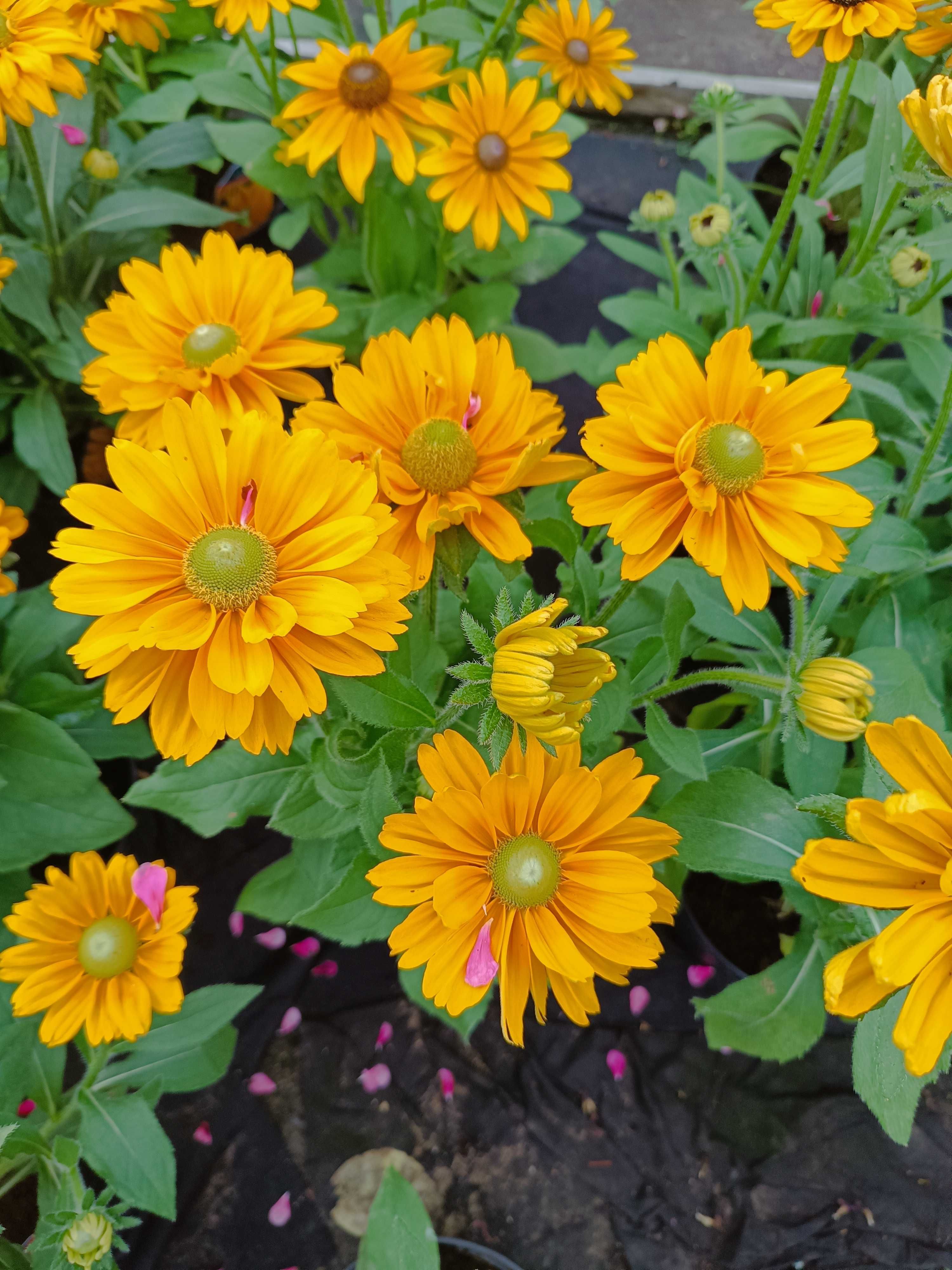 Rudbeckia Sunbeckia rózne rodzaje