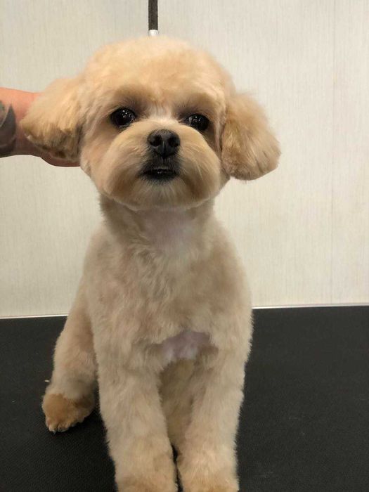 Мальтіпу Ф1, хлопчик, Вязка.