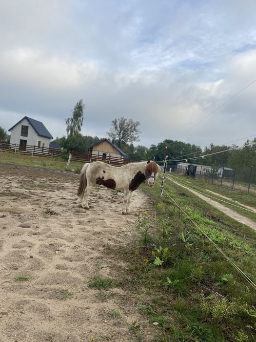 Kuc , kucyk na sprzedaż z paszportem