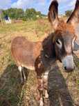 Burro Junior da graciosa