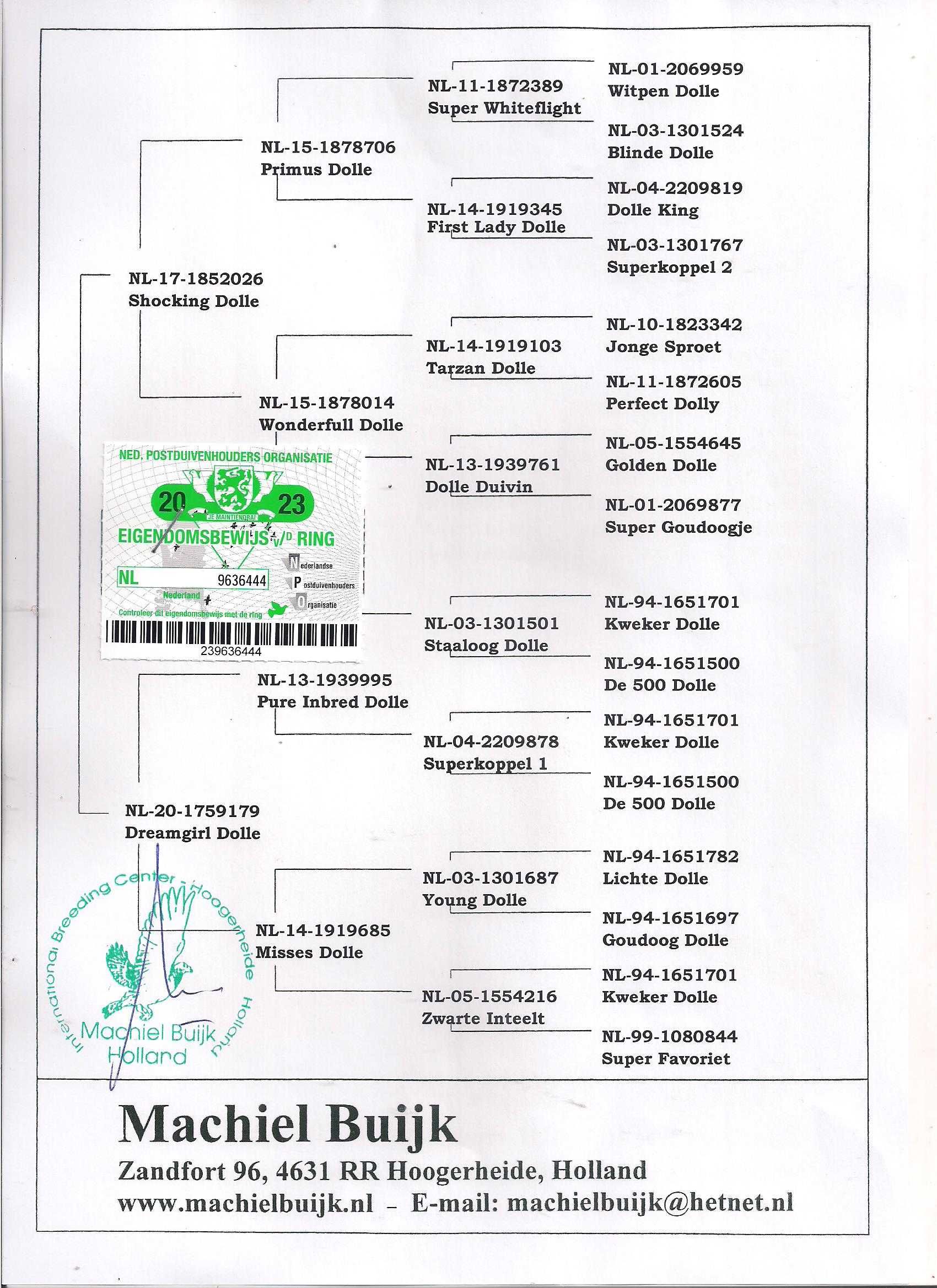 Młode Ardeny Org M. Buijk Para 136 gołębie pocztowe gołąb daleki dysta