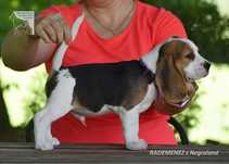 Beagle Rademenez z Negraland FCI