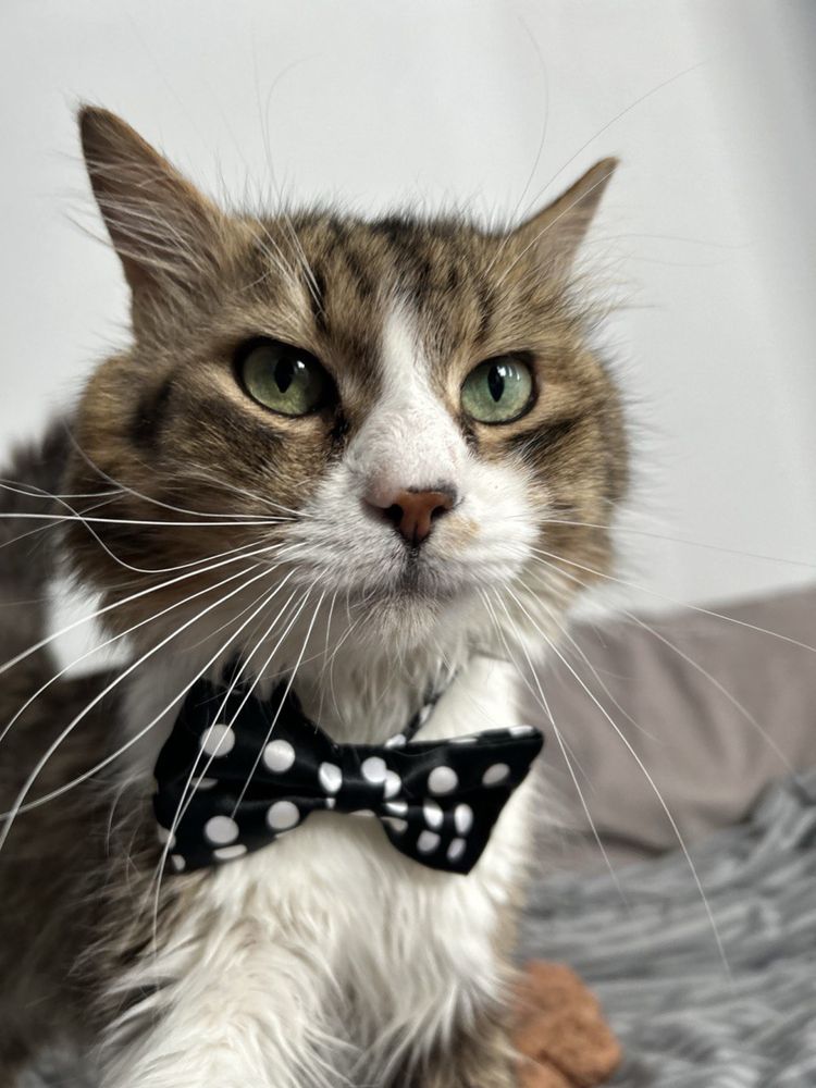Котик Сирник дуже гарний хлопчик