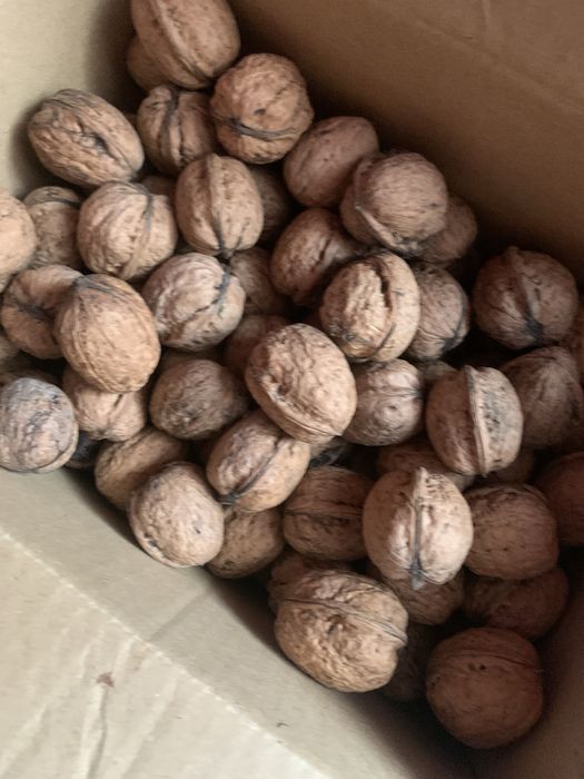 Orzechy wloskie swieze