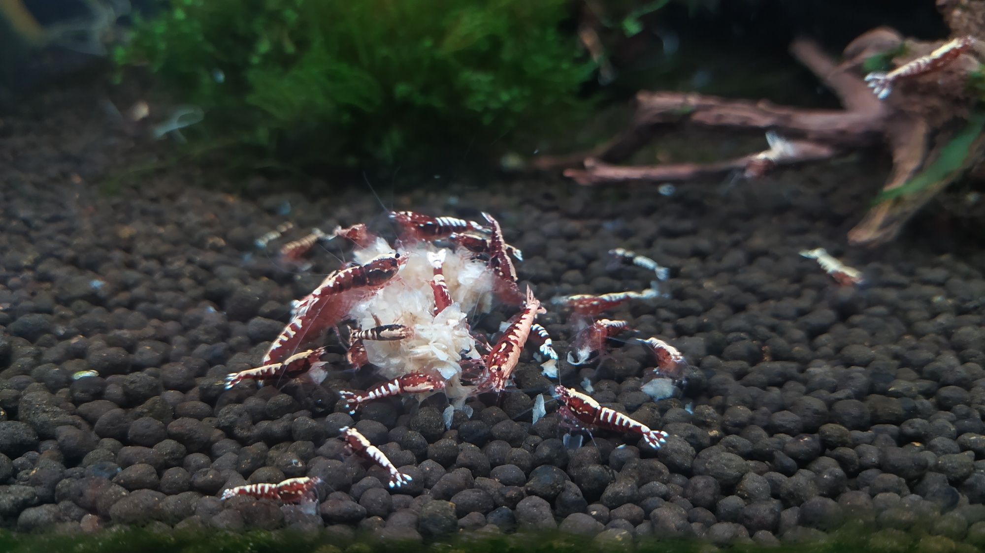 Red galaxy fishbone  caridina krewetki krewetka